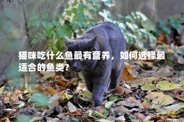 猫咪吃什么鱼最有营养，如何选择最适合的鱼类？