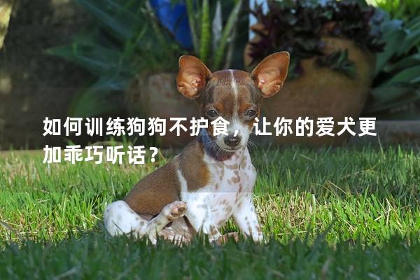 如何训练狗狗不护食，让你的爱犬更加乖巧听话？