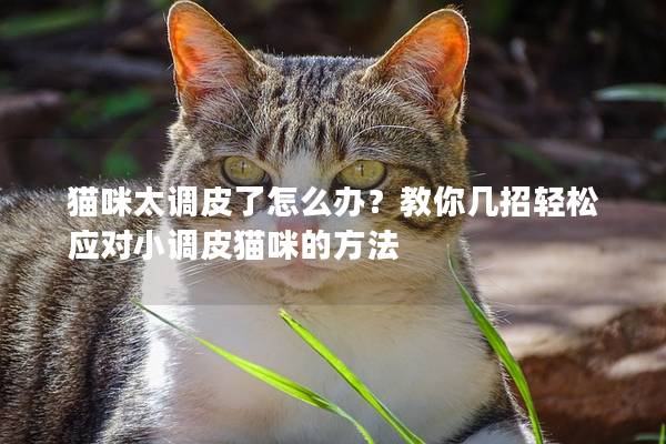 猫咪太调皮了怎么办？教你几招轻松应对小调皮猫咪的方法