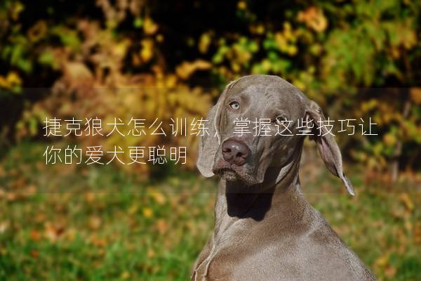 捷克狼犬怎么训练，掌握这些技巧让你的爱犬更聪明