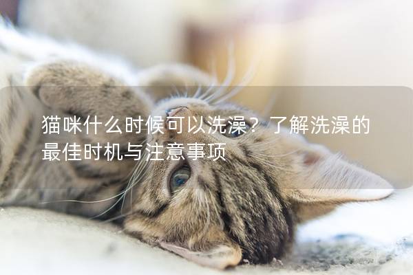 猫咪什么时候可以洗澡？了解洗澡的最佳时机与注意事项