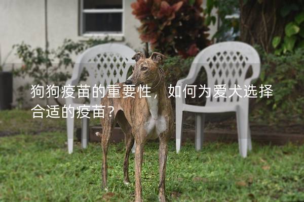 狗狗疫苗的重要性，如何为爱犬选择合适的疫苗？