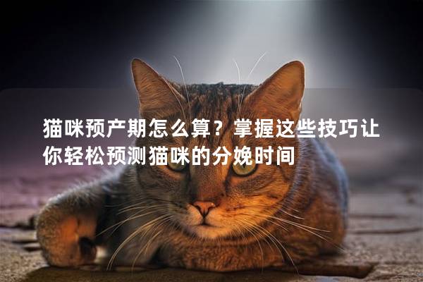 猫咪预产期怎么算？掌握这些技巧让你轻松预测猫咪的分娩时间