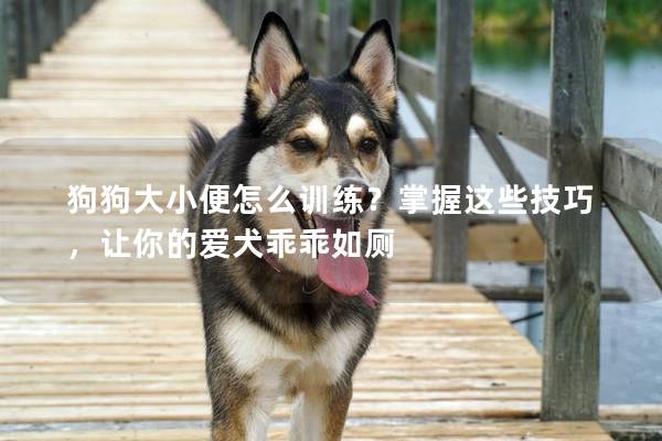 狗狗大小便怎么训练？掌握这些技巧，让你的爱犬乖乖如厕