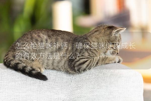 怎么给猫咪补钙，确保猫咪健康成长的有效方法是什么？