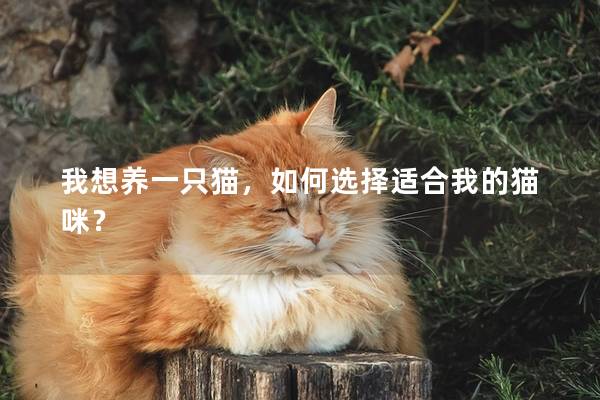 我想养一只猫，如何选择适合我的猫咪？