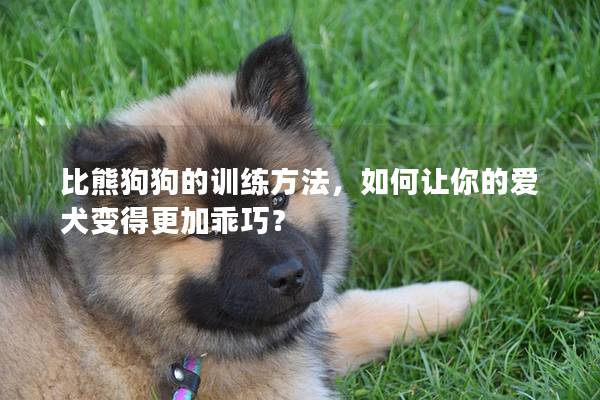 比熊狗狗的训练方法，如何让你的爱犬变得更加乖巧？