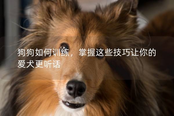 狗狗如何训练，掌握这些技巧让你的爱犬更听话