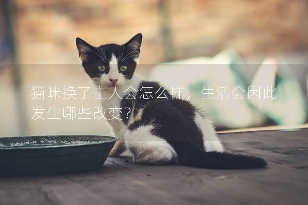 猫咪换了主人会怎么样，生活会因此发生哪些改变？