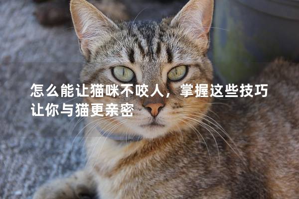 怎么能让猫咪不咬人，掌握这些技巧让你与猫更亲密