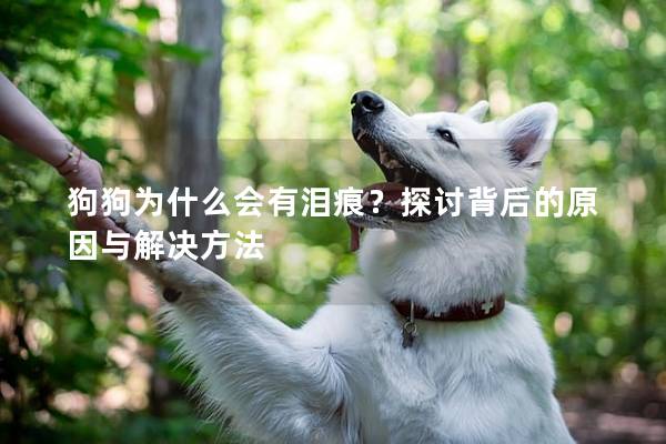 狗狗为什么会有泪痕？探讨背后的原因与解决方法