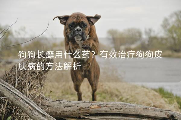 狗狗长癣用什么药？有效治疗狗狗皮肤病的方法解析