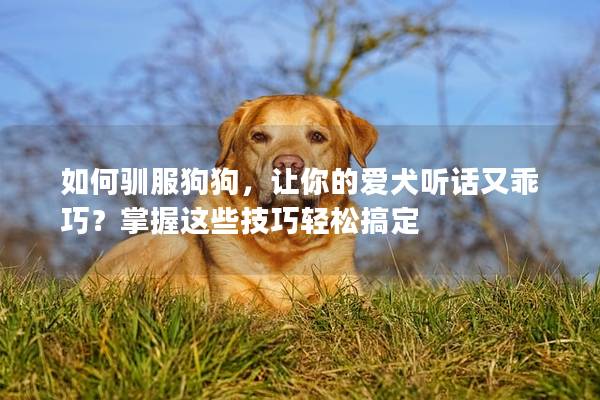 如何驯服狗狗，让你的爱犬听话又乖巧？掌握这些技巧轻松搞定