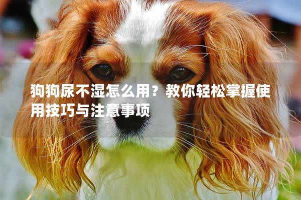 狗狗尿不湿怎么用？教你轻松掌握使用技巧与注意事项