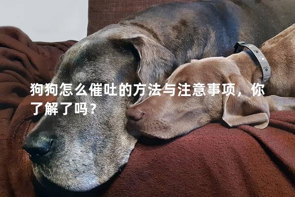 狗狗怎么催吐的方法与注意事项，你了解了吗？