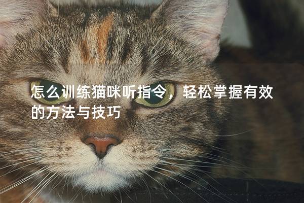 怎么训练猫咪听指令，轻松掌握有效的方法与技巧