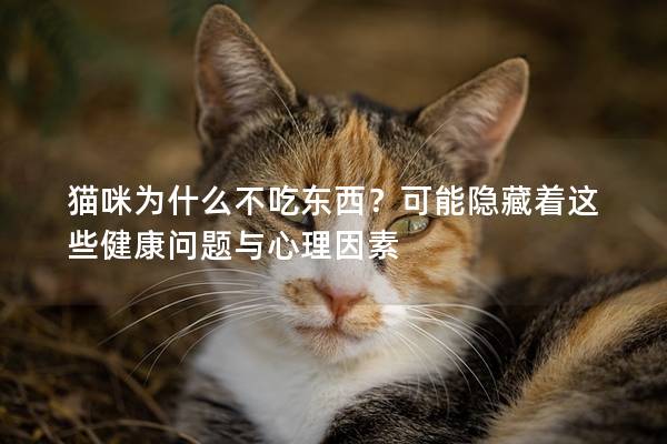 猫咪为什么不吃东西？可能隐藏着这些健康问题与心理因素