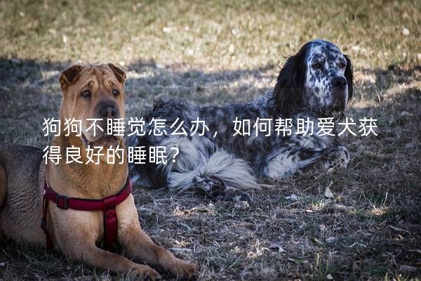 狗狗不睡觉怎么办，如何帮助爱犬获得良好的睡眠？