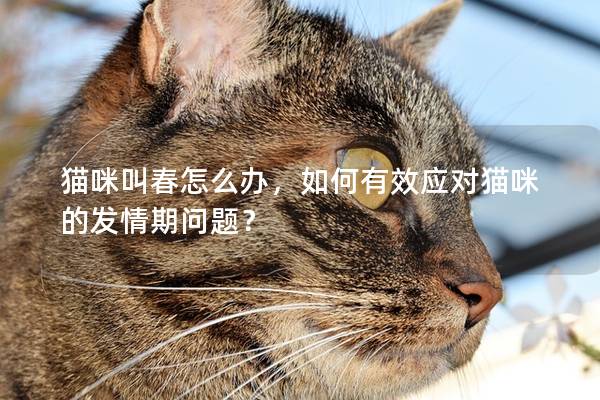 猫咪叫春怎么办，如何有效应对猫咪的发情期问题？