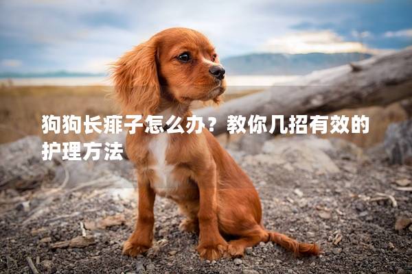 狗狗长痱子怎么办？教你几招有效的护理方法