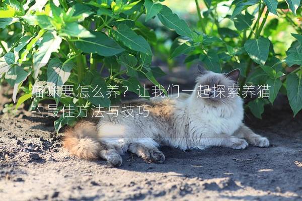 猫咪要怎么养？让我们一起探索养猫的最佳方法与技巧