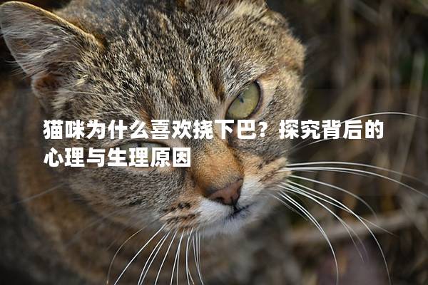 猫咪为什么喜欢挠下巴？探究背后的心理与生理原因