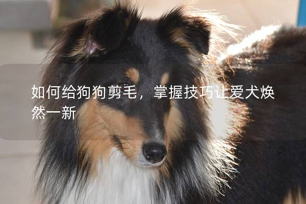 如何给狗狗剪毛，掌握技巧让爱犬焕然一新