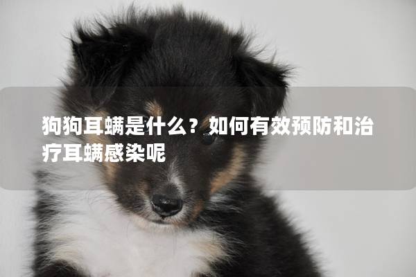 狗狗耳螨是什么？如何有效预防和治疗耳螨感染呢