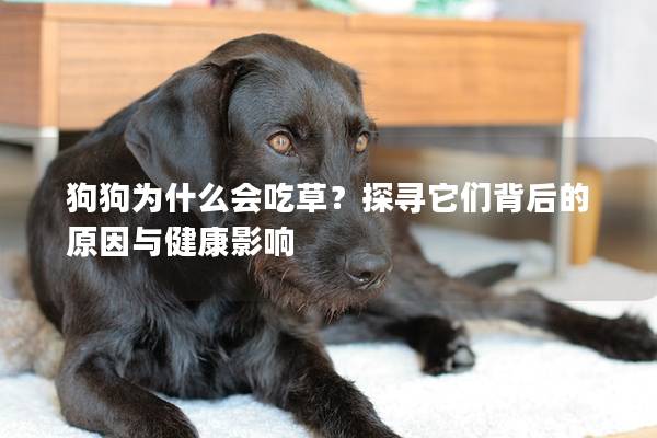 狗狗为什么会吃草？探寻它们背后的原因与健康影响