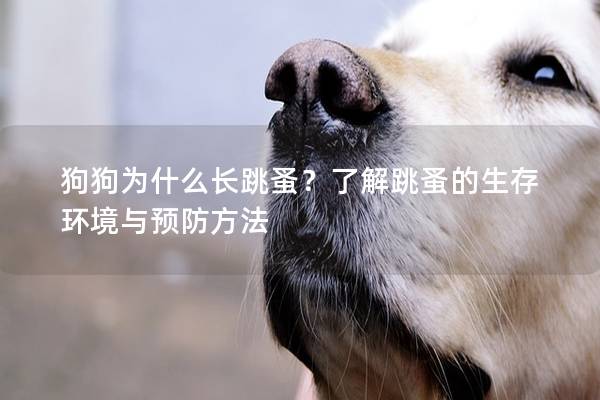 狗狗为什么长跳蚤？了解跳蚤的生存环境与预防方法