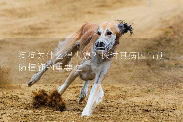 狗狗为什么得犬瘟？探讨其病因与预防措施的重要性