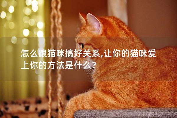 怎么跟猫咪搞好关系,让你的猫咪爱上你的方法是什么？