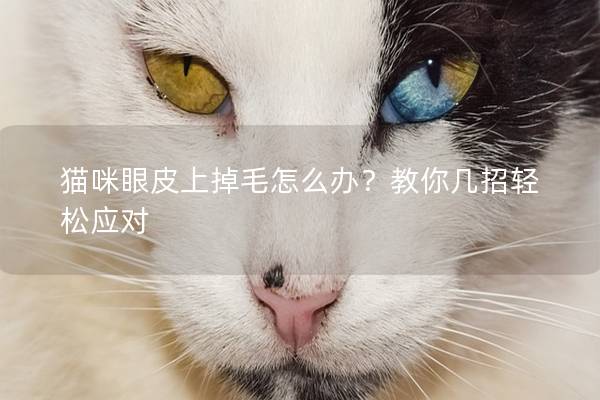 猫咪眼皮上掉毛怎么办？教你几招轻松应对