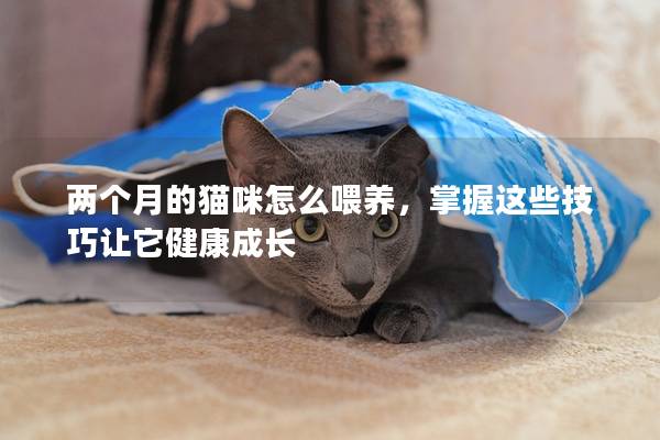 两个月的猫咪怎么喂养，掌握这些技巧让它健康成长