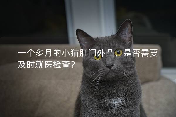 一个多月的小猫肛门外凸，是否需要及时就医检查？