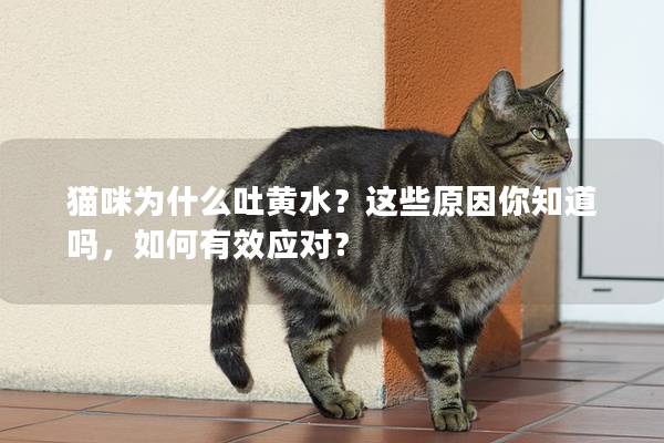 猫咪为什么吐黄水？这些原因你知道吗，如何有效应对？