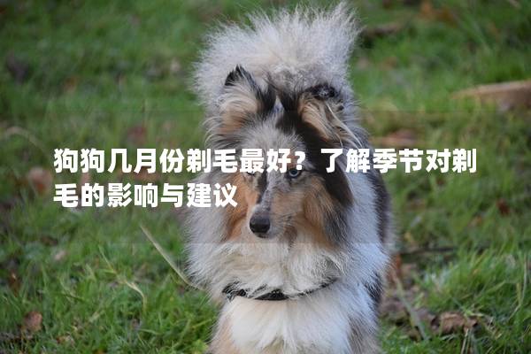 狗狗几月份剃毛最好？了解季节对剃毛的影响与建议