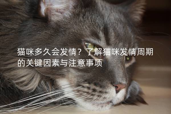 猫咪多久会发情？了解猫咪发情周期的关键因素与注意事项