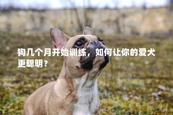 狗几个月开始训练，如何让你的爱犬更聪明？