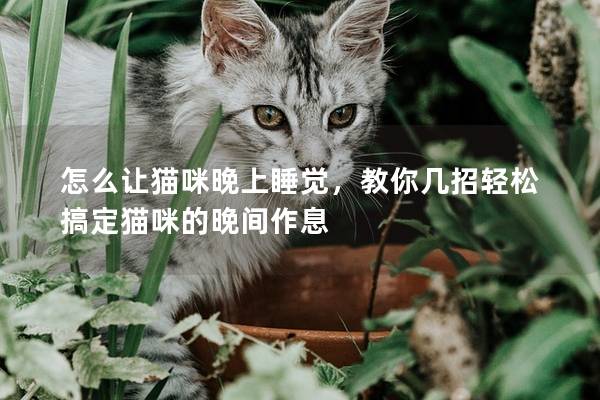 怎么让猫咪晚上睡觉，教你几招轻松搞定猫咪的晚间作息