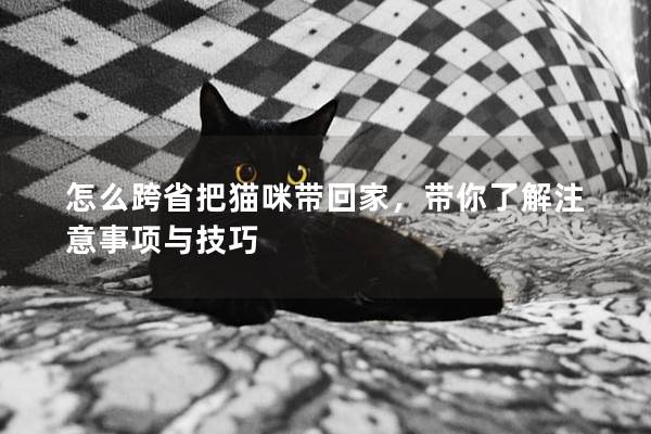 怎么跨省把猫咪带回家，带你了解注意事项与技巧