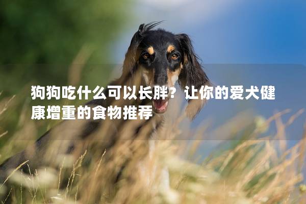 狗狗吃什么可以长胖？让你的爱犬健康增重的食物推荐