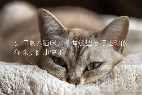 如何喂养猫咪，掌握这些技巧让你的猫咪更健康快乐