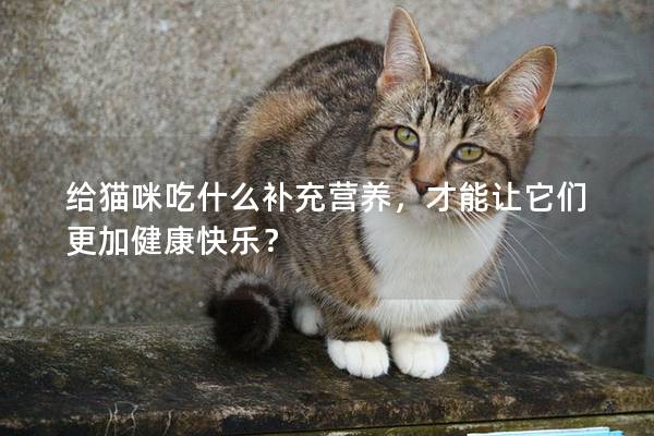 给猫咪吃什么补充营养，才能让它们更加健康快乐？