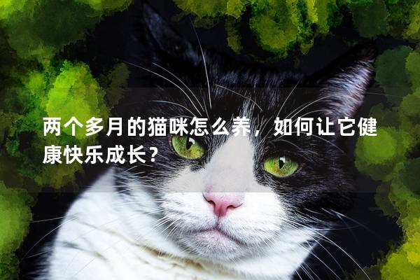 两个多月的猫咪怎么养，如何让它健康快乐成长？