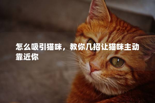 怎么吸引猫咪，教你几招让猫咪主动靠近你