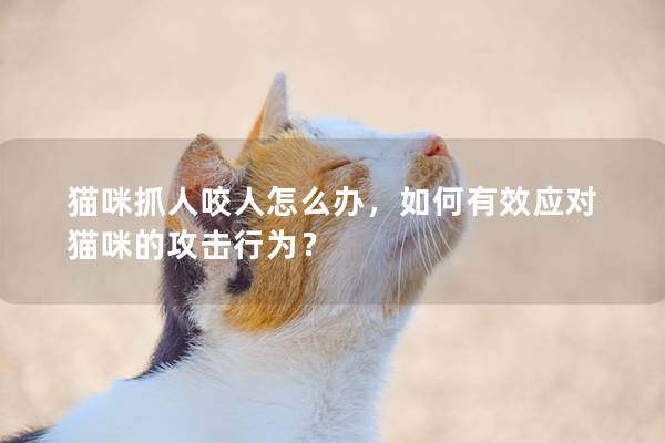 猫咪抓人咬人怎么办，如何有效应对猫咪的攻击行为？