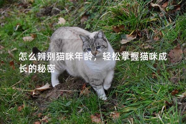 怎么辨别猫咪年龄，轻松掌握猫咪成长的秘密