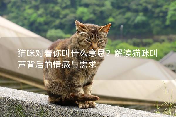 猫咪对着你叫什么意思？解读猫咪叫声背后的情感与需求