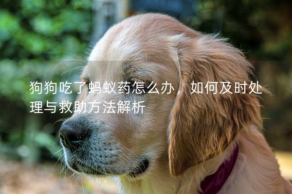 狗狗吃了蚂蚁药怎么办，如何及时处理与救助方法解析